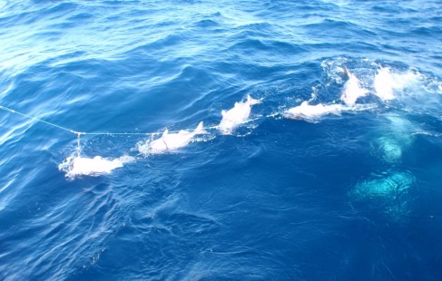 Trevs full line 10 hooks all full